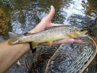 Clarks Creek Brown.JPG