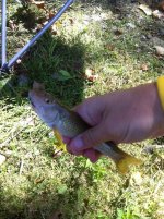 fly fish 2.jpg