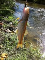 fly fish 3.jpg