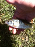 fly fish 4.jpg