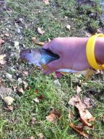 fly fish 5.jpg