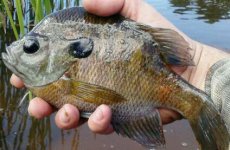 IMG_20120910_121657-2-1.jpg