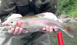 Iso_Rainbow.jpg