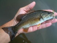 Smallmouth.jpg