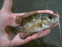 Rock Bass.jpg