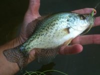 Crappie.jpg