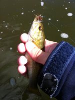 fly fish 3.jpg