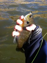 fly fish 4.jpg