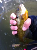 fly fish 5.jpg