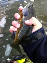 fly fish 6.jpg