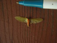 Mayfly1.jpg