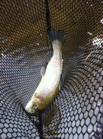 IMG_0274.JPG