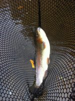 IMG_0275.JPG