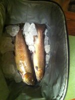 rainbow trout.jpg