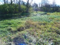 Meadow.jpg