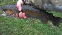 monster rainbow.jpg