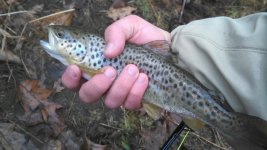 brown trout 1.jpg