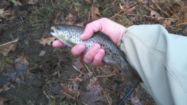 brown trout 2.jpg
