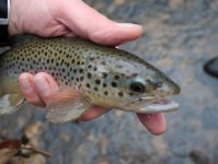 Dunbar Creek Brown.jpg