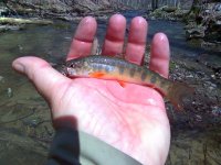 brookie1.jpg