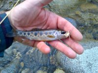 IMG-20130203-00071.jpg