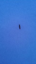 IMG_20130210_111818_373.jpg