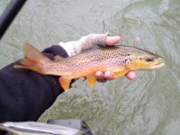 FFO201302278.jpg