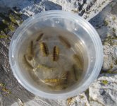 Cressbugs2.jpg
