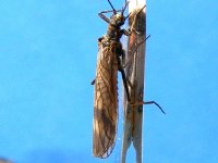DSCF4306.JPG