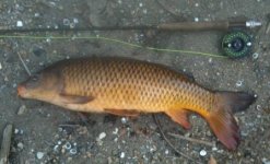 Mill Cr Carp 1-1.jpg