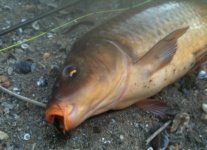 Mill Cr Carp 1-2.jpg