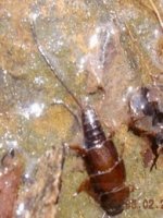 5-2-07 015 Appalachian roach stone2.jpg