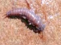 4-29-06 053 stonefly2.jpg