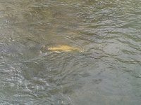 lightningfish.jpg