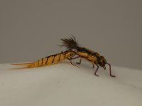CSC_0055.JPG