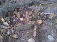 rsz_cactus_a.jpg