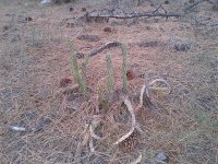 rsz_cactus_b.jpg