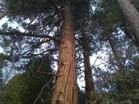 rsz_trees.jpg
