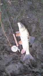 carp.jpg