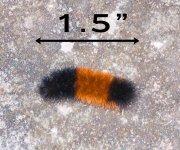 Larva_black_brown_black.jpg