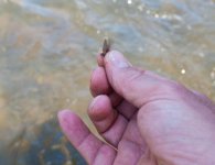 Caddis_on Pine.jpg