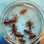 Stoneflies.jpg