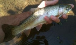 Tully bow 1-1.jpg