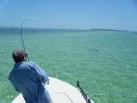 Fighting Tarpon 2.jpg