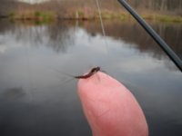 twotail.jpg