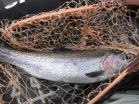 beavbow.jpg
