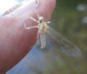 White Mayfly1.JPG