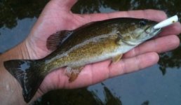 Smallie.jpg