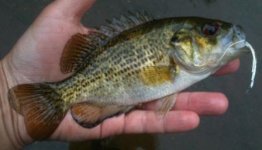 Rock Bass.jpg