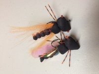 Cicada Top.jpg